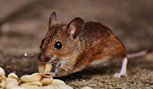 24 Hour & Emergency Exterminators in Lincoln Park, NJ